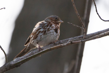  fox sparrow (Passerella iliaca) in spring