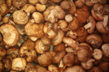 mushrooms in a pan