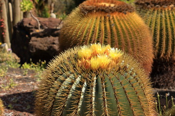 yellow flowers of Ferocactus glaucescens, barrel cactus