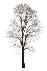 Dead tree or dried tree isolate on white background.Clipping path.