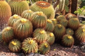 yellow flowers of Ferocactus glaucescens, barrel cactus