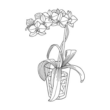 black and white orchid plant in glass clip art preview