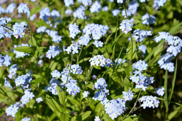 Obraz na płótnie Canvas The blossoming forget-me-not marsh (Myosotis scorpioides L.), lit with the sun. Background