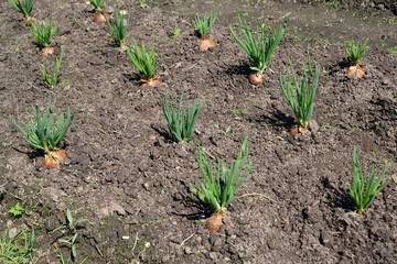 Bed with green onions