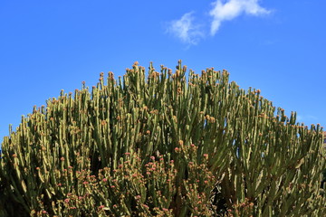 Candelabrum spurge against blue sky, Euphorbia candelabrum, cactus, Canary Islands