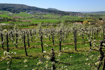 In Pretzfeld - fr&auml;nkische Schweiz: Bl&uuml;hende Kirschb&auml;ume im gr&ouml;&szlig;ten Kirschen-Anbaugebiet in Westeuropa