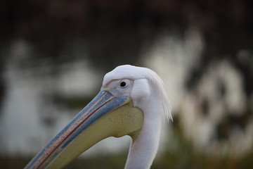 A pelican in Japan