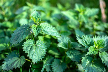 Urtica dioica, stinging nettle, growing in the field in spring