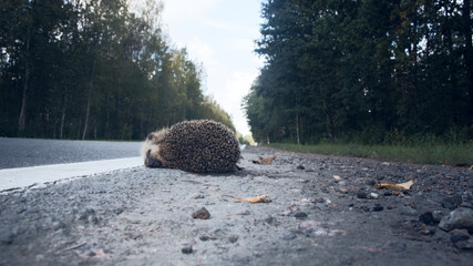 The unfortunate hedgehog is hit on the road by a car. © max5128