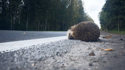 The unfortunate hedgehog is hit on the road by a car. © max5128