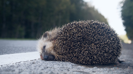 The unfortunate hedgehog is hit on the road by a car.