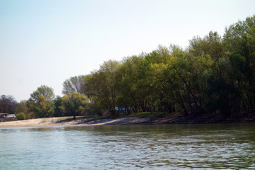 Forest of blossoming shallows on the bank of the river
