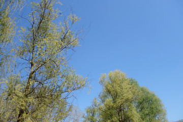 tree and blue sky