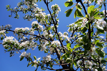 branch of apple tree in spring