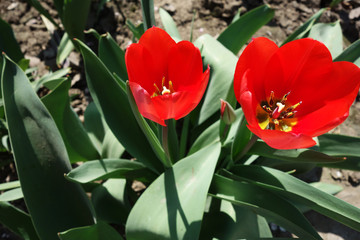 red tulips in the garden