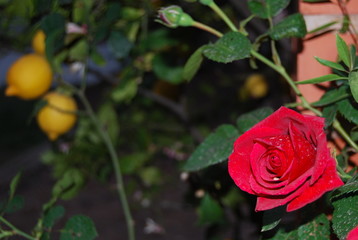 Red Roses and Yellow Lemons