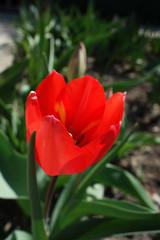 red tulips in the garden