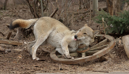 Wolf fun games. Eurasian Wolf (Canis lupus), male