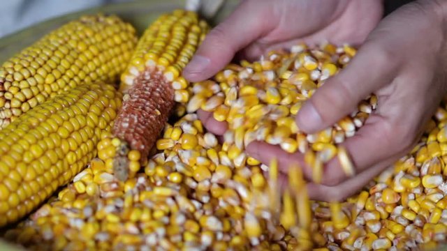 take corn grain into the hands,the farmer's hands take the corn crop, the corn harvest in his hands assembled a combiner