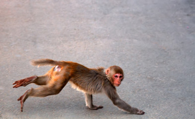 Rhesus monkeys in town. India