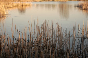 lake with reed mace at sunset, dry reed mace in lake         