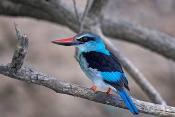 Blue-breasted kingfisher (Halcyon malimbica)
