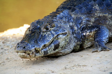 furchteinflößendes Krokodil