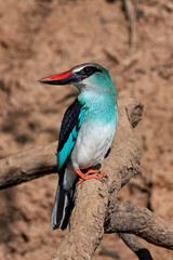 Blue-breasted kingfisher (Halcyon malimbica)