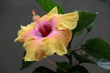 fazinierender Hibiskus © Annette