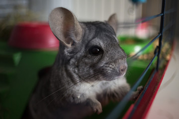 Little gray chinchilla on animal cage in interior