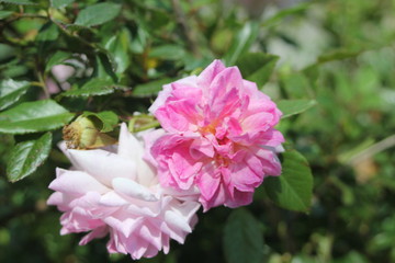 Flowers near Green Lake
