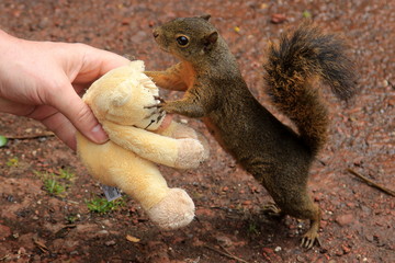 Eichhörnchen und mit Kuscheltier