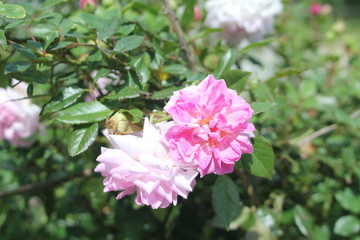 Flowers near Green Lake