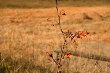 The rowan tree on a blurry background of dry grass in autumn in Ukraine. Postcard.