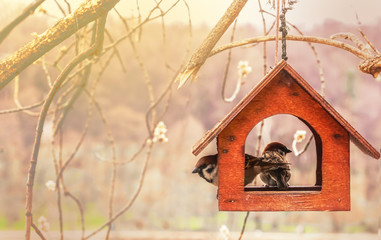 Sparrows in wooden feeding trough. are for birds. Handmade birdhouse. 