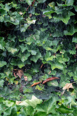 cobweb on ivy