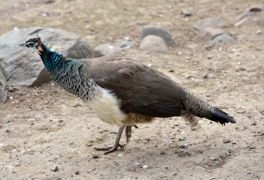 Indian peafowl or blue peafowl (Pavo cristatus), Female (peahen)