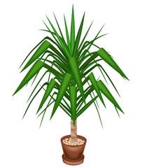 Yucca is an elephant. A beautiful evergreen plant in a pot. Home and office decoration. Evergreen tree. Vector illustration