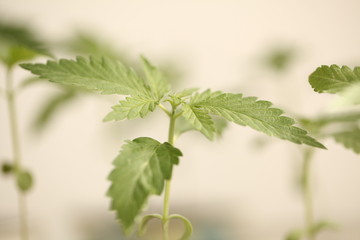 medical cannabis farm plant growing