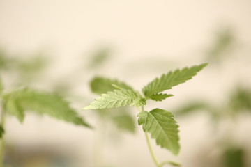 medical cannabis farm plant growing