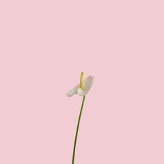 Anthurium flowers on pink background - obrazy, fototapety, plakaty