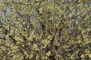 bush with young leaves