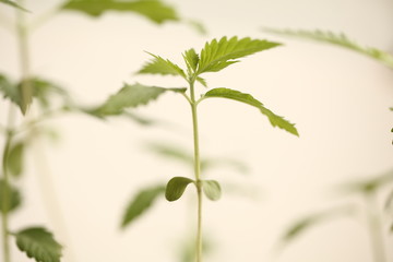 medical cannabis farm plant growing