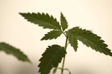 medical cannabis farm plant growing