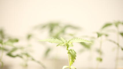 medical cannabis farm plant growing