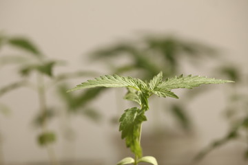 Fototapeta na wymiar medical cannabis farm plant growing