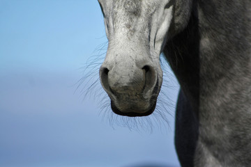 Grey spanish horse's nose. Close up of an animal body part.