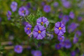 Flores coloridas em Portugal