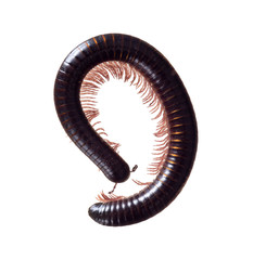 Julidae. Dark brown and orange millipede, about 7cm long, Europe. Isolated on white background. Part coiled.