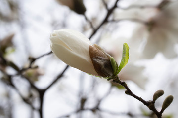 An undisclosed white Magnolia flower on the background of other branches and sky